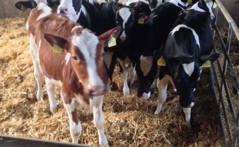 Rinderzuchtvereins Artland 03.04.2014 (10)