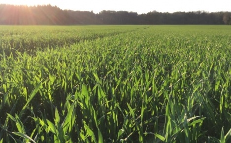 20170403 Triticale-01